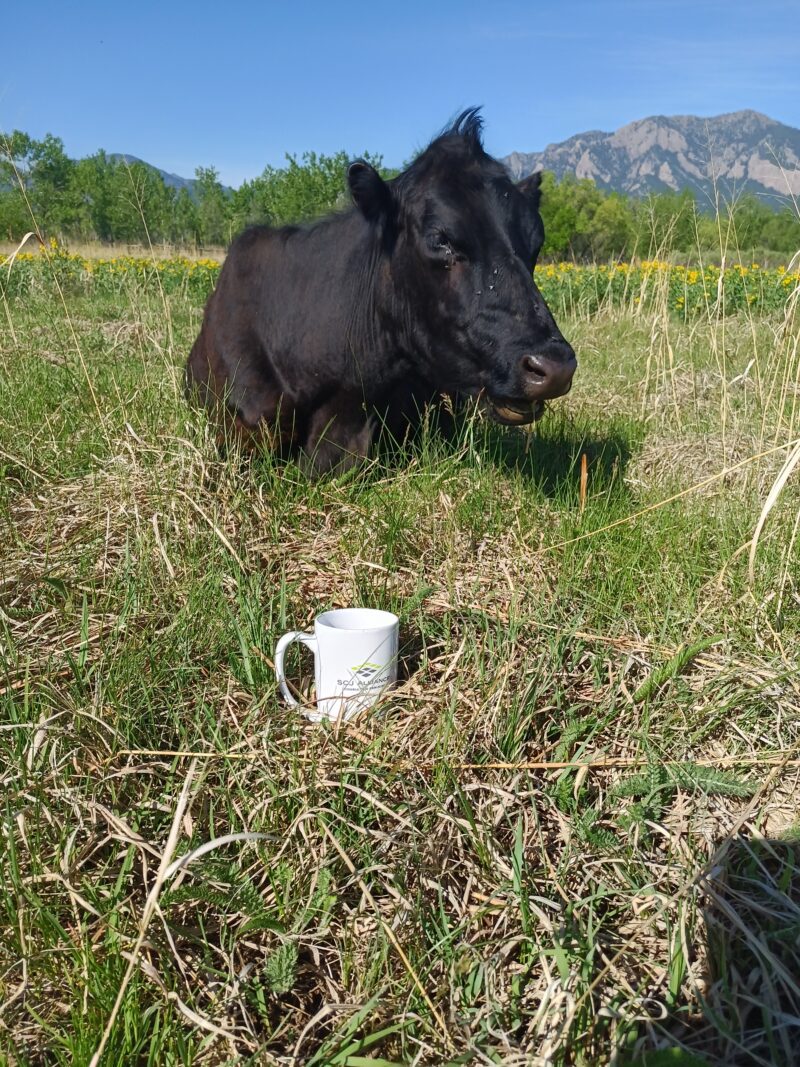 Holy cow! Outside of Boulder, CO